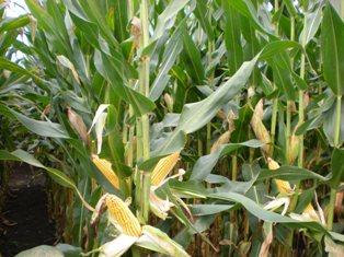 Monsanto semencier