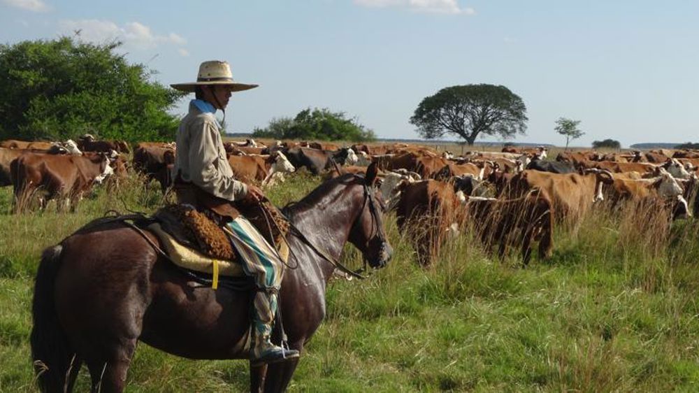 Les éleveurs argentins de bovins prolongent la grève