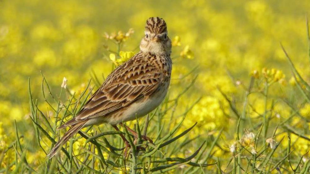 Les populations d’oiseaux des champs et des villes diminuent