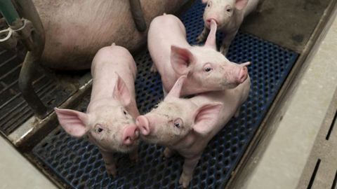 La castration des porcelets recule en Europe La castration des porcelets recule en Europe