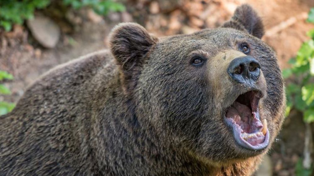Les règles pour effaroucher les ours en 2021