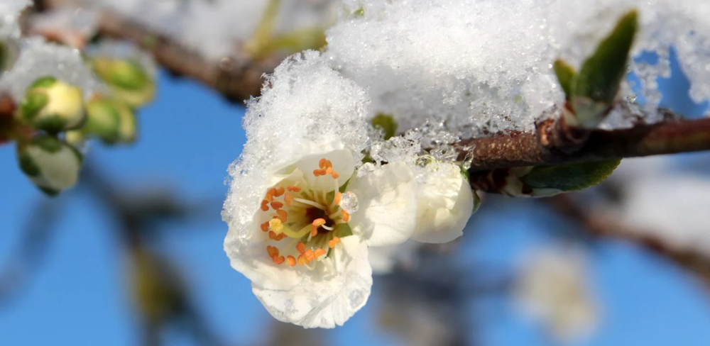 Deux arrêtés du 6 octobre fixent la répartition des crédits alloués à la prise en charge des cotisations sociales des sinistrés par le gel d'avril 2021.