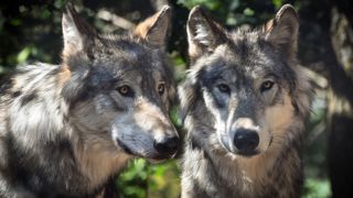 "La coexistence entre le loup et le pastoralisme n'est plus possible dans certains territoires", pour Marc Fesneau. "La coexistence entre le loup et le pastoralisme n'est plus possible dans certains territoires", pour Marc Fesneau.