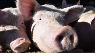 Les clôtures efficaces contre la peste porcine africaine Les clôtures efficaces contre la peste porcine africaine