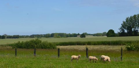 Les 200 brebis bio de Mathieu Juhel peuvent désormais pâturer sur 37 hectares au total grâce à la centaine de riverains qui se sont collectés pour acheter des terres agricoles. © Mathieu Juhel