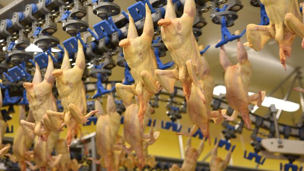 Moins de volailles à l’abattoir en avril