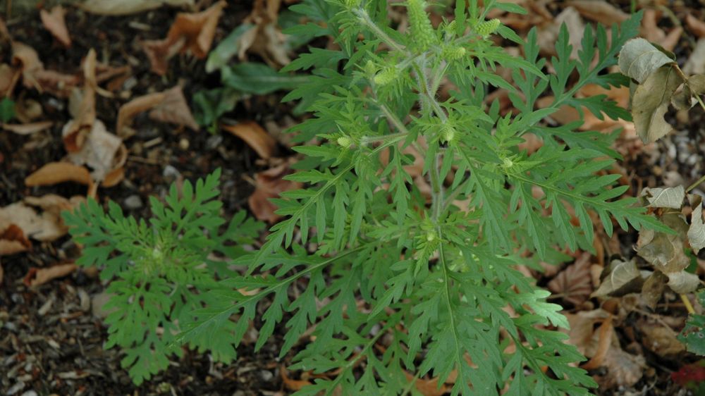 L’Observatoire des ambroisies s’étend à d’autres espèces