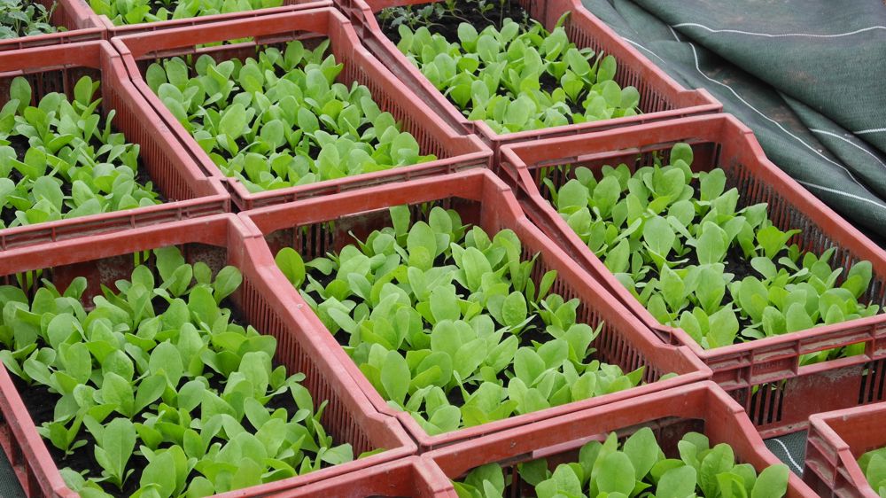 Le scénario pour les fruits et légumes qui met la Conf’ en colère