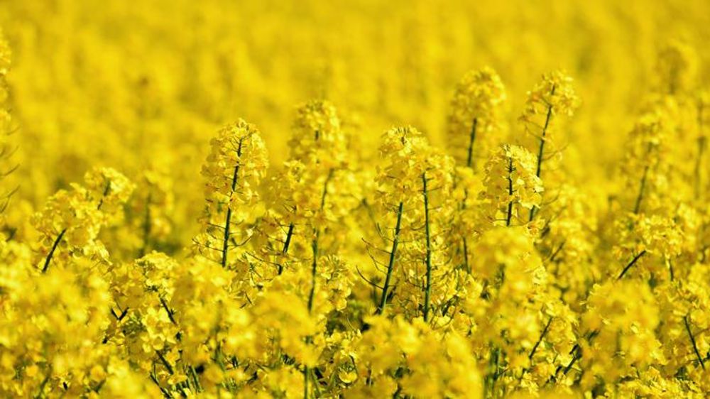 « La rotation blé-orge-colza est devenue obsolète en Bourgogne »