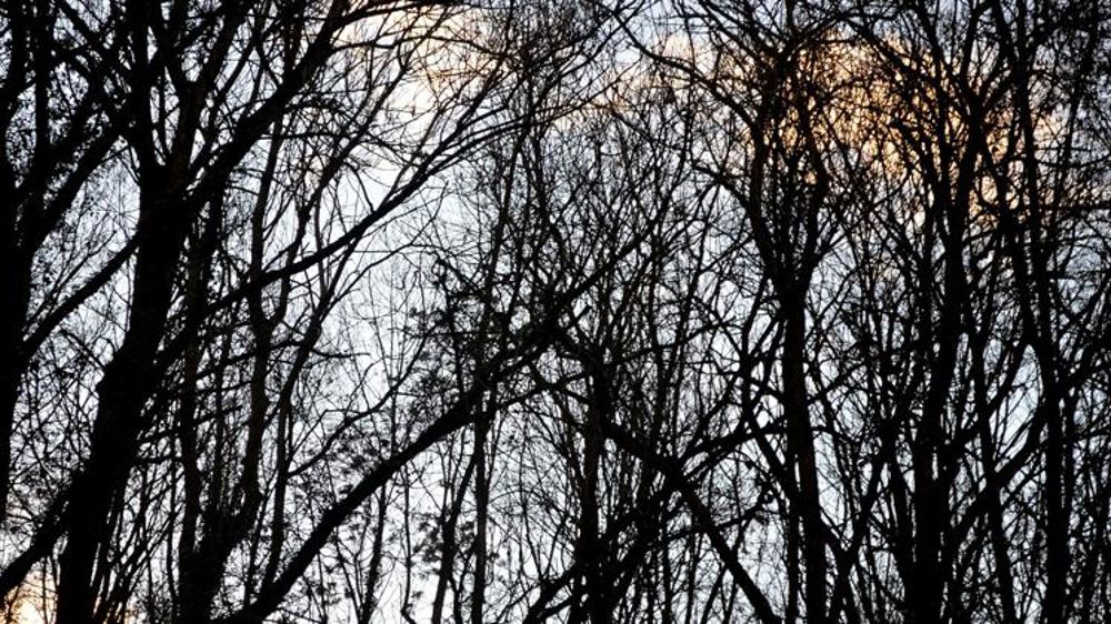 L’Office national des forêts va supprimer 475 postes en cinq ans