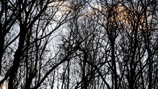 L’Office national des forêts va supprimer 475 postes en cinq ans L’Office national des forêts va supprimer 475 postes en cinq ans