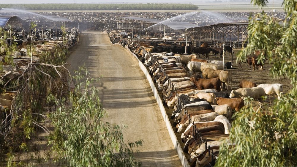 Le cheptel allaitant rétrécit aux États-Unis