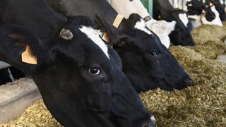 Légère hausse de la production d’aliments du bétail en avril Légère hausse de la production d’aliments du bétail en avril