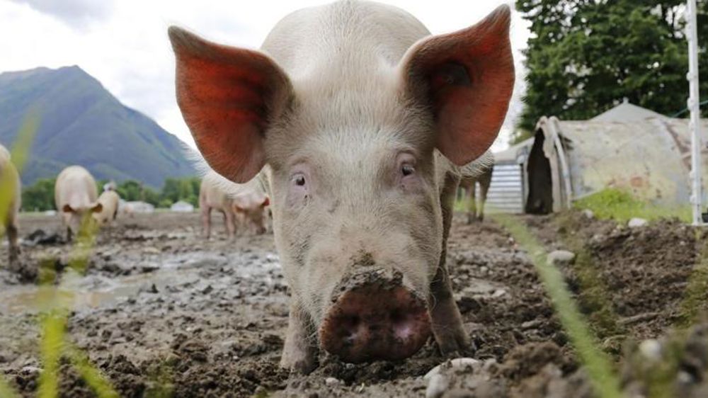 Un foyer de brucellose porcine dans les Pyrénées-Atlantiques