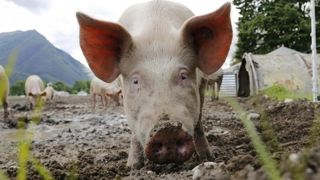 Un foyer de brucellose porcine dans les Pyrénées-Atlantiques Un foyer de brucellose porcine dans les Pyrénées-Atlantiques