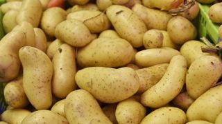 « La pomme de terre a besoin des nouvelles techniques de sélection » « La pomme de terre a besoin des nouvelles techniques de sélection »