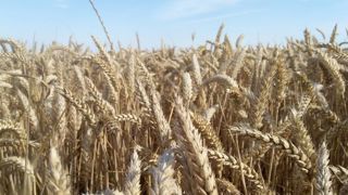 Récolte record de céréales et de soja en vue Récolte record de céréales et de soja en vue