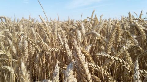 Récolte record de céréales et de soja en vue Récolte record de céréales et de soja en vue