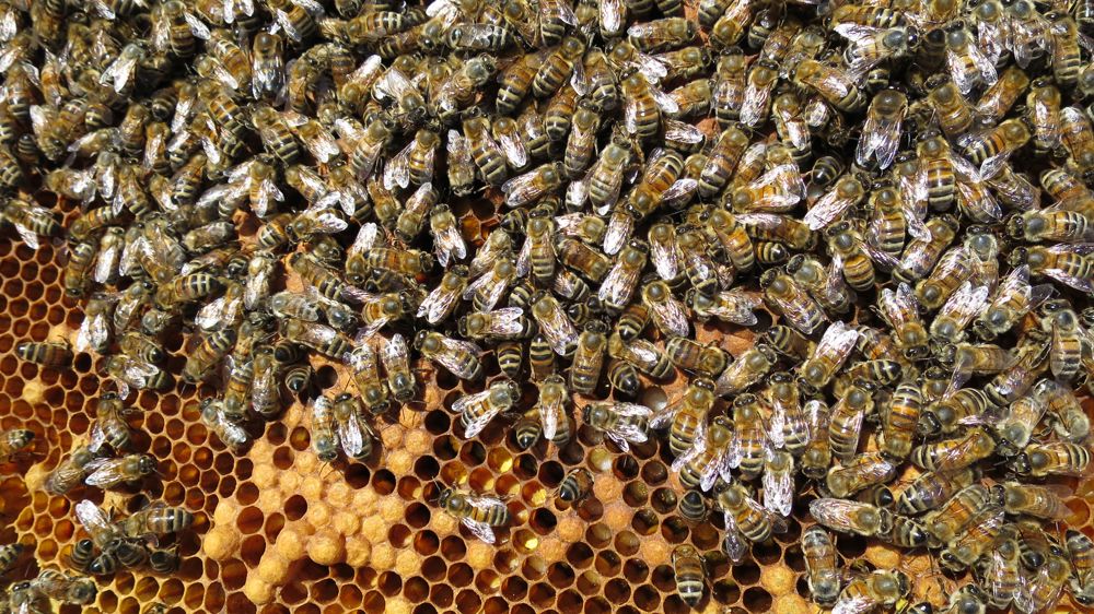 Les ministres de l’Agriculture d’accord pour mieux protéger les abeilles