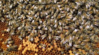 Les ministres de l’Agriculture d’accord pour mieux protéger les abeilles Les ministres de l’Agriculture d’accord pour mieux protéger les abeilles