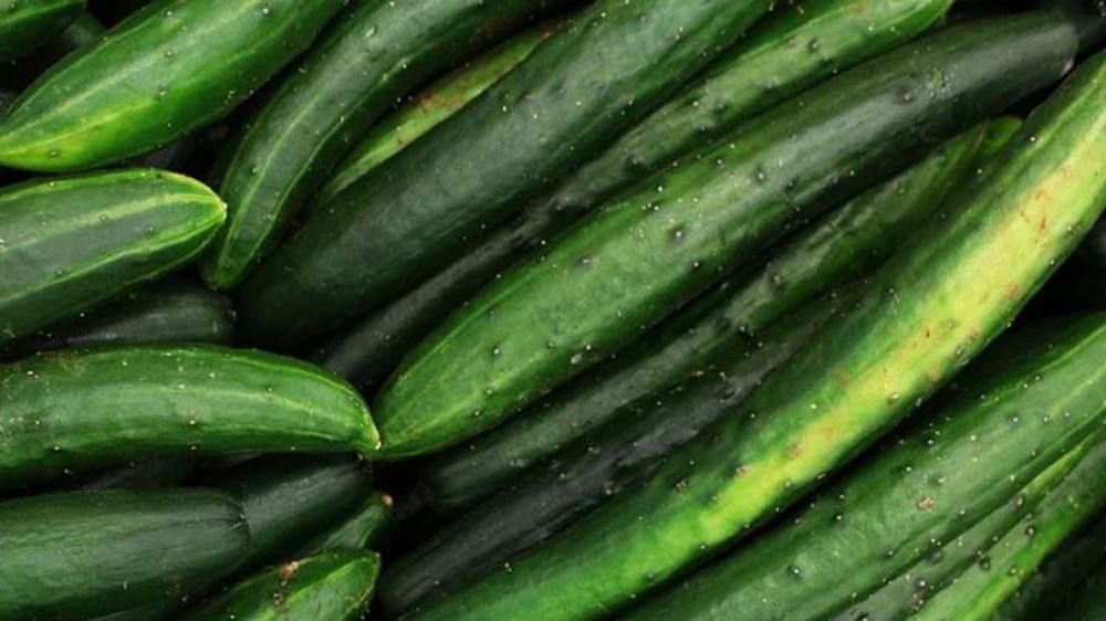 La production de concombre progresse