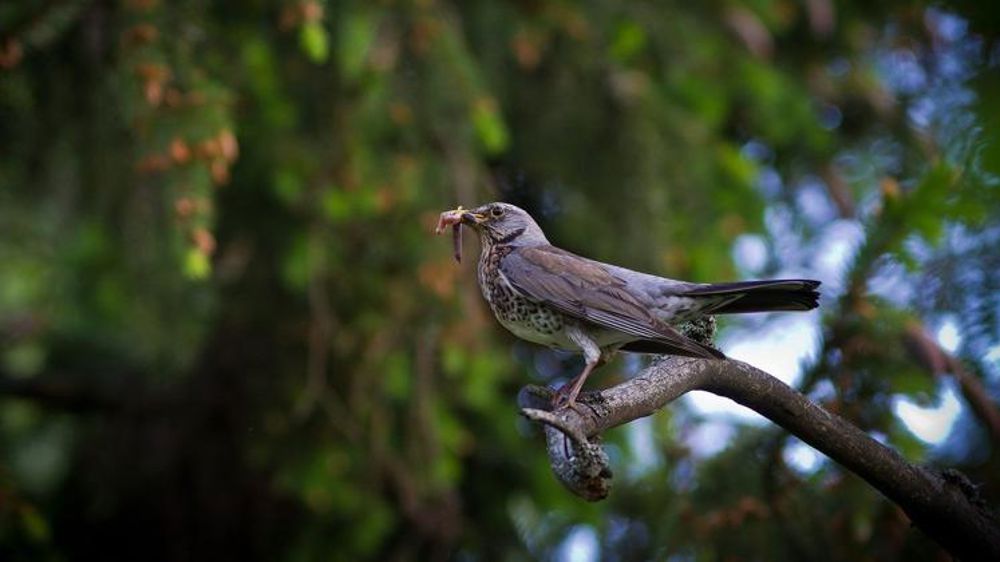 Le Conseil d’État enterre la chasse à la glu