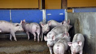 Les éleveurs de porc « pris en tenaille » par la volatilité des prix Les éleveurs de porc « pris en tenaille » par la volatilité des prix