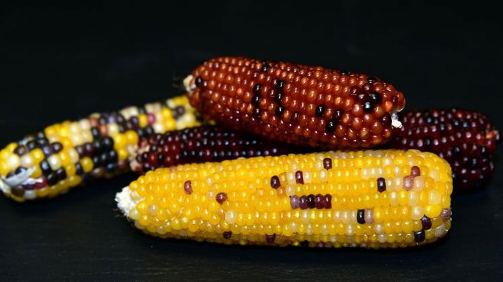 La sélection du maïs population se dote d’outils