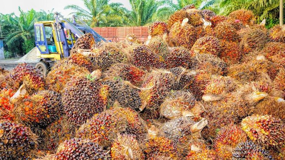 TotalEnergies n’utilisera plus d’huile de palme à partir de 2023