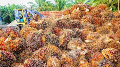 TotalEnergies n’utilisera plus d’huile de palme à partir de 2023 TotalEnergies n’utilisera plus d’huile de palme à partir de 2023