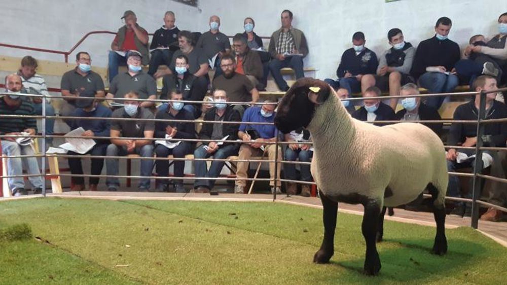 1 520 € pour un bélier suffolk