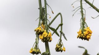 Des précisions sur l’accès au fonds de calamités « gel d’avril » Des précisions sur l’accès au fonds de calamités « gel d’avril »