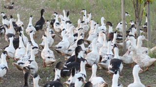 Une nouvelle feuille de route contre l’influenza aviaire Une nouvelle feuille de route contre l’influenza aviaire