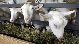 Les coûts de production du lait de chèvre ne cessent d’augmenter Les coûts de production du lait de chèvre ne cessent d’augmenter
