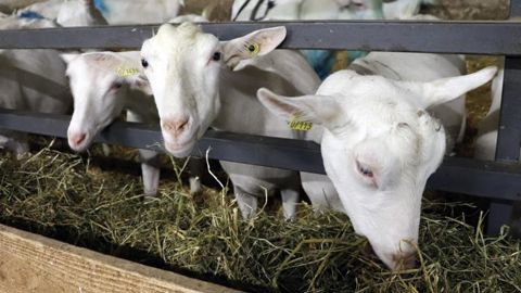 Les coûts de production du lait de chèvre ne cessent d’augmenter