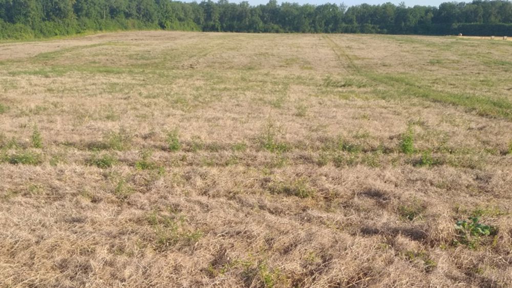 « La moitié de mes pois ne seront pas récoltés »