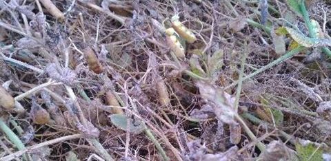 Gousses de pois qui s’ouvrent avant la récolte © Dominique Picoche
