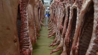 Les prix du porc continuent de baisser en Europe Les prix du porc continuent de baisser en Europe
