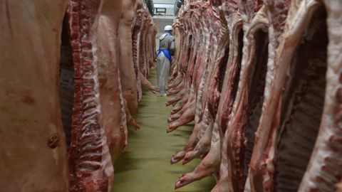 Les prix du porc continuent de baisser en Europe Les prix du porc continuent de baisser en Europe