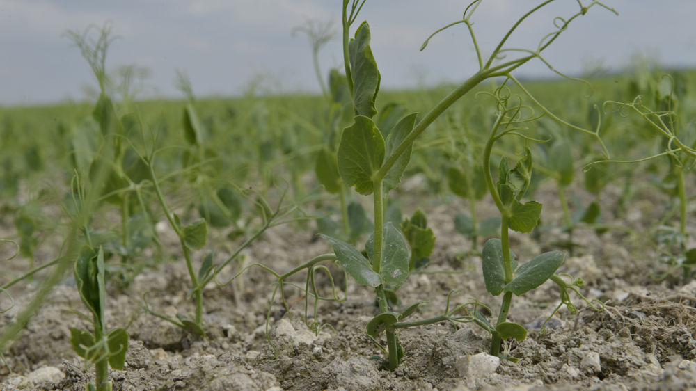 Le Wakil XL est finalement disponible pour les semis de 2021