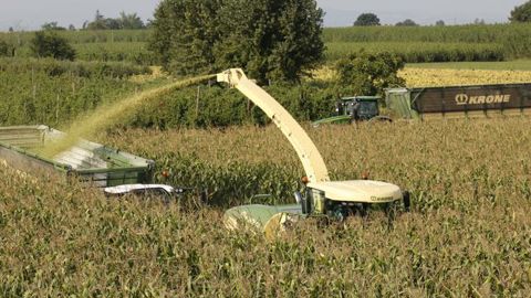 Le maïs fourrage prêt à récolter dès le 26 août 2021 Le maïs fourrage prêt à récolter dès le 26 août 2021