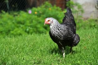 wonderpoule