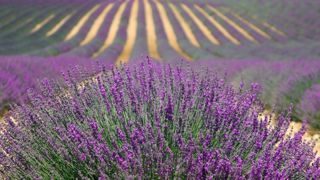 La filière de la lavande s’inquiète des règles en discussion La filière de la lavande s’inquiète des règles en discussion