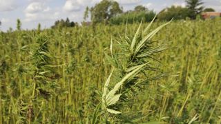 Le marché du cannabis bien-être explose… sans les producteurs Le marché du cannabis bien-être explose… sans les producteurs