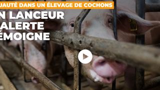 Une nouvelle vidéo choc de L214 dans un élevage de porcs Une nouvelle vidéo choc de L214 dans un élevage de porcs
