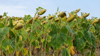 « Marre des faucheurs » excédé par les destructions de tournesol « Marre des faucheurs » excédé par les destructions de tournesol