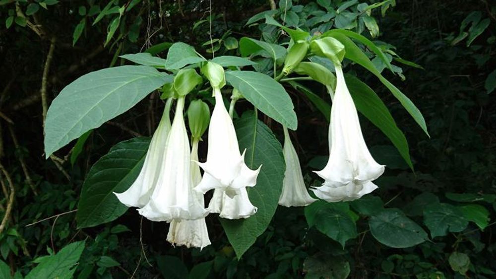 Des seuils réglementaires contre le datura dans les céréales