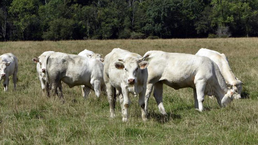 Les exportations de broutards étaient dynamiques en juin
