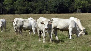 Les exportations de broutards étaient dynamiques en juin Les exportations de broutards étaient dynamiques en juin