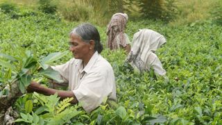 La révolution biologique inquiète les producteurs de thé La révolution biologique inquiète les producteurs de thé